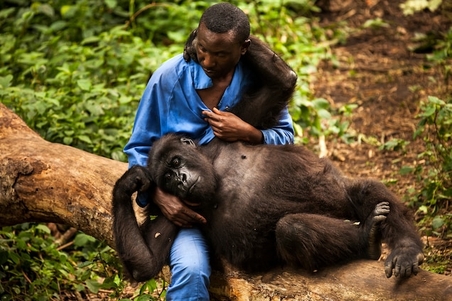 Heartbreaking! Gorilla Ndakasi, famous for his selfies, died in the arms of his longtime human friend