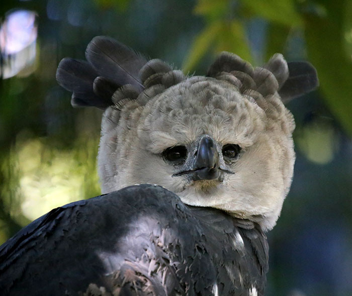 Harpy eagles are so large that they look like a tall human in bird clothing.