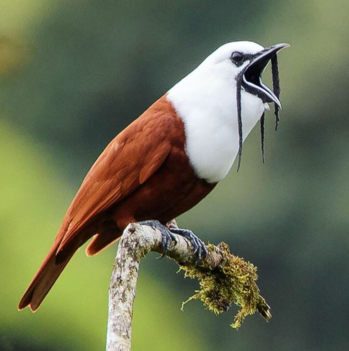 Meet the Three-wattled Bellbird, a unique bird with a mustache