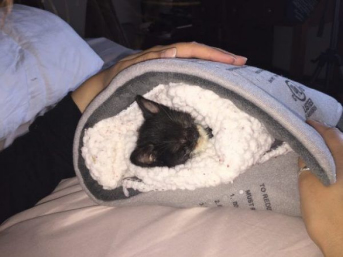 A woman sacrificed her last salary to save a desperate kitten from the rain