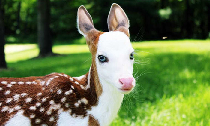 A unique baby deer with piebald offers a rare glimpse into the strange beauty of nature