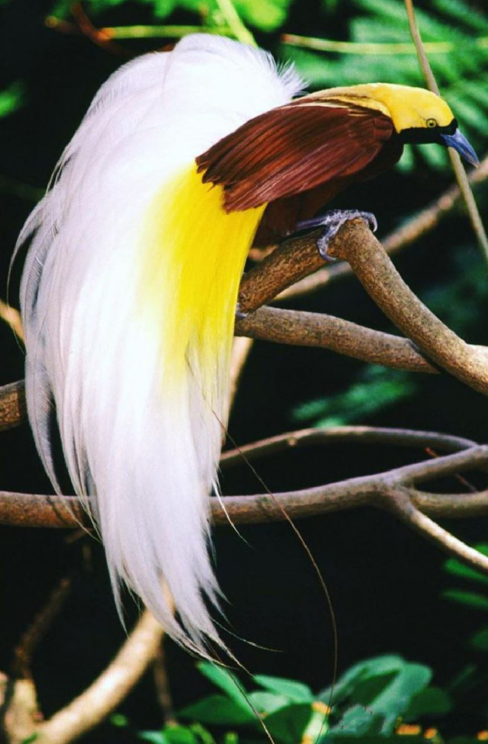 Meet the Lesser Bird of Paradise, a magnificent species covered in gold and emerald green