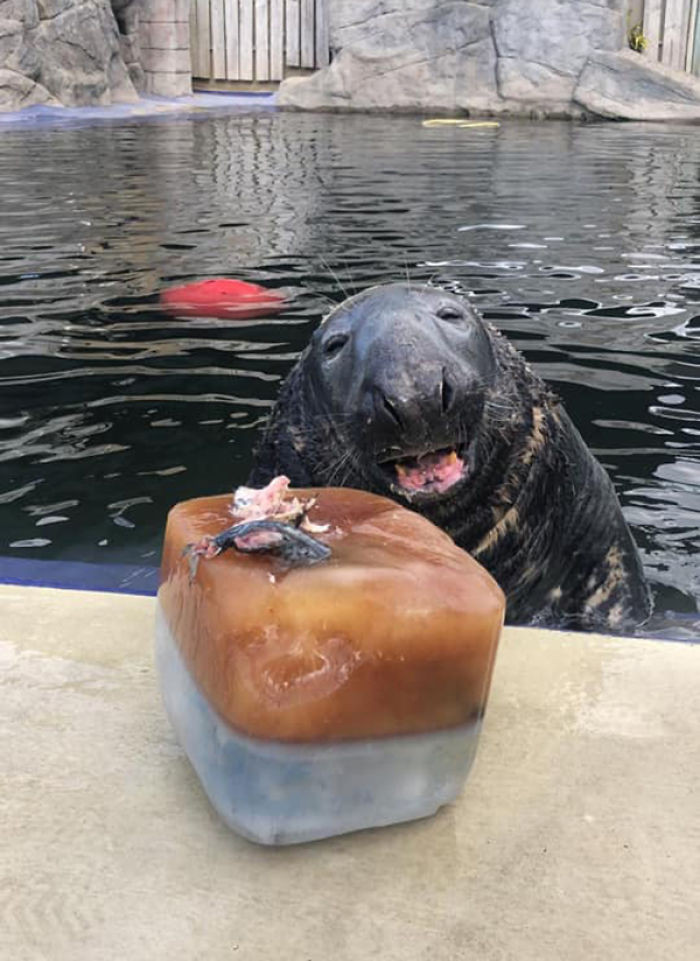 Adorable Seal was surprised with a giant ice fish cake for his 31st birthday and loved it