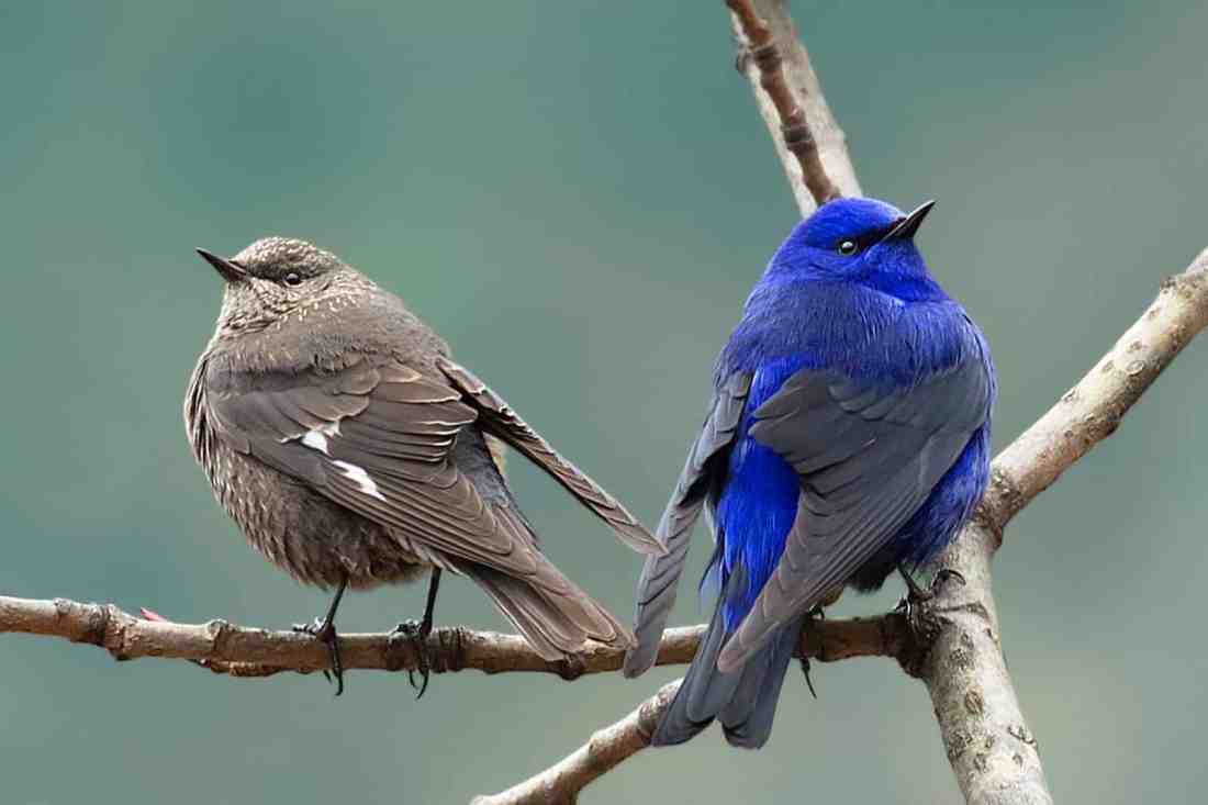 Meet the Grandala Coelicolor, a spectacular bird with mesmerizing blue plumage