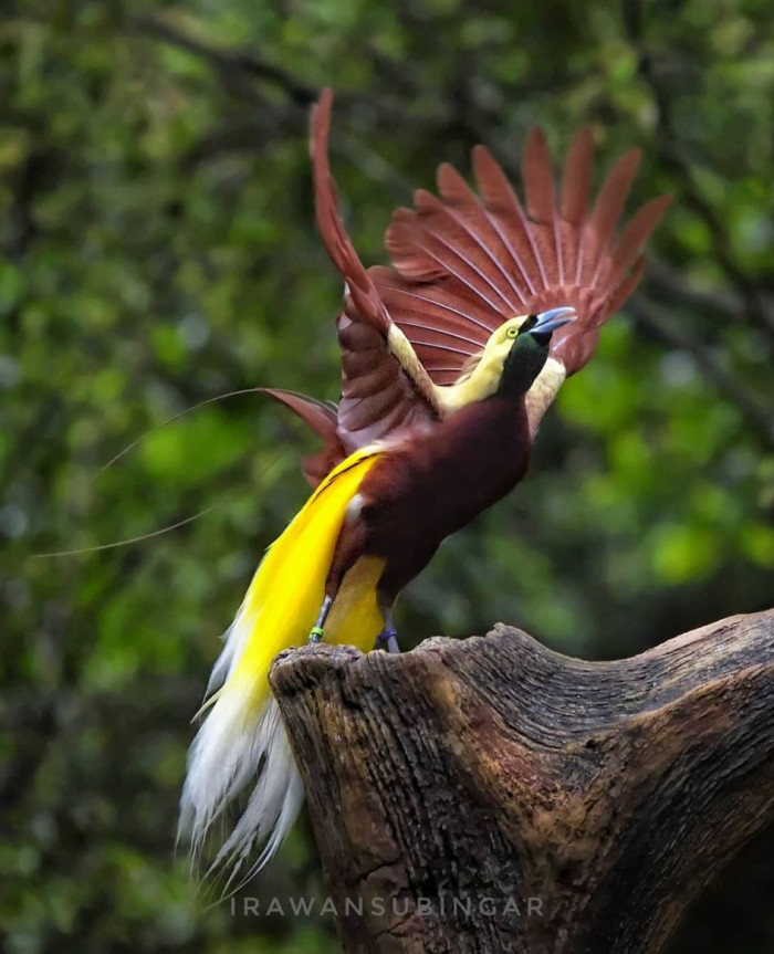 Meet the Lesser Bird of Paradise, a magnificent species covered in gold and emerald green