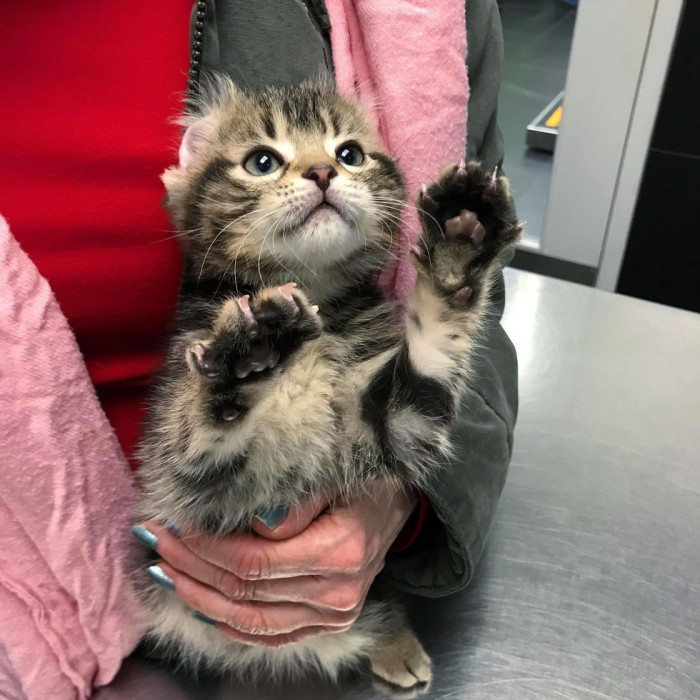 A kitten's life changed forever after a woman found and rescued him.