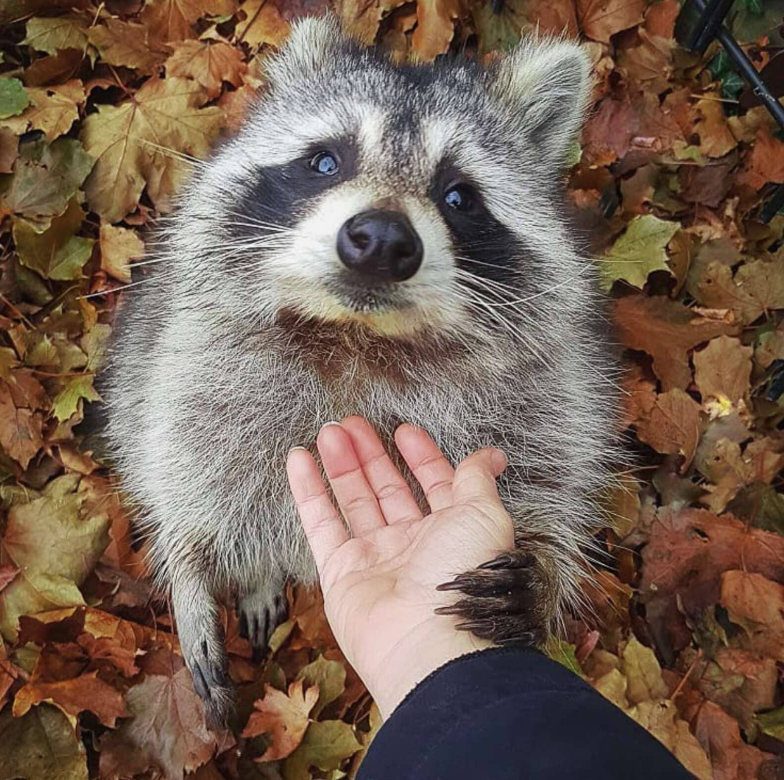 Released back into the wild, this rescued raccoon