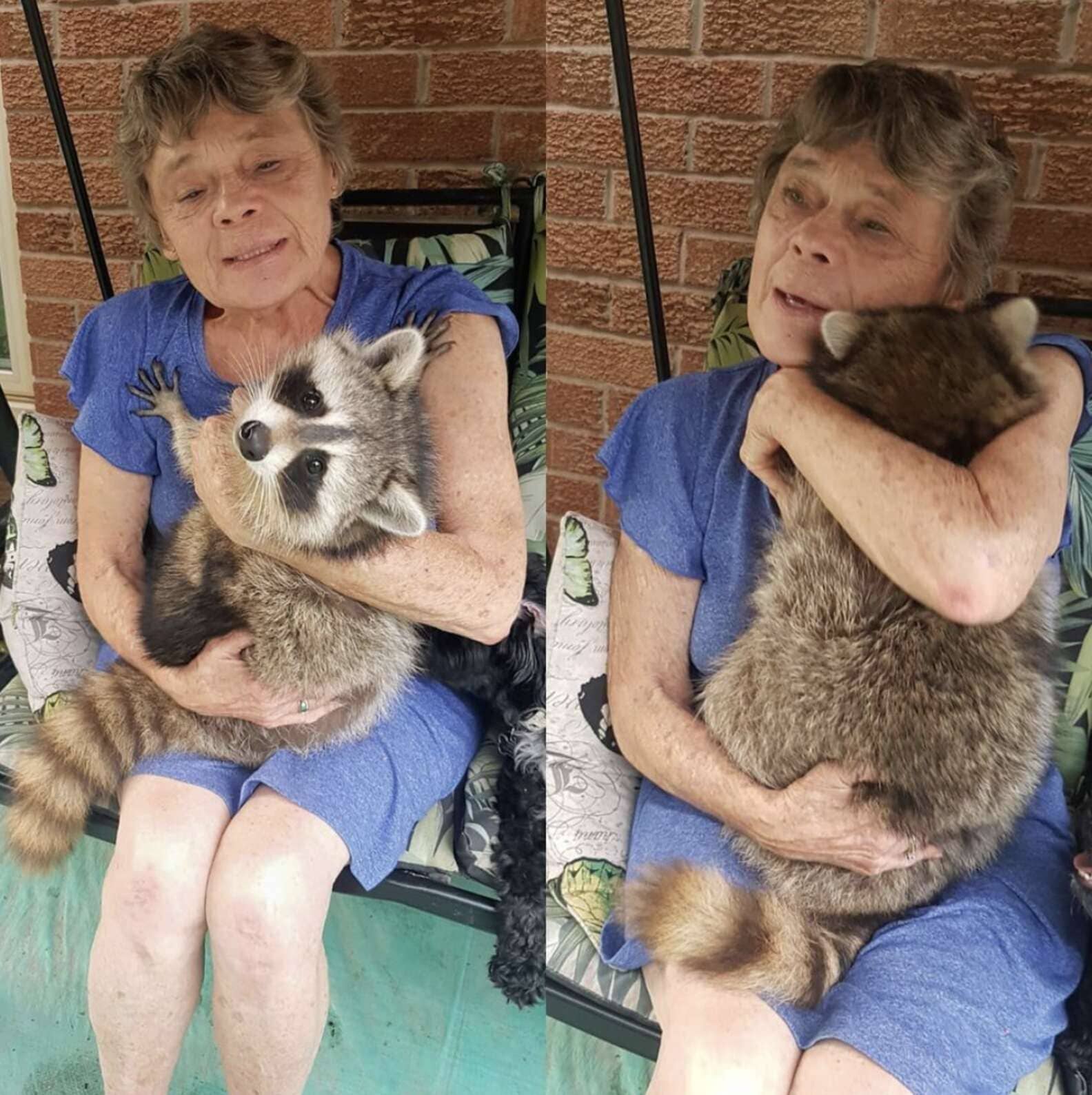 Released back into the wild, this rescued raccoon
