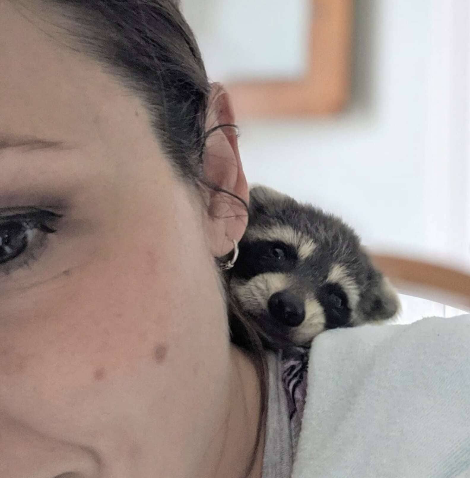 Released back into the wild, this rescued raccoon