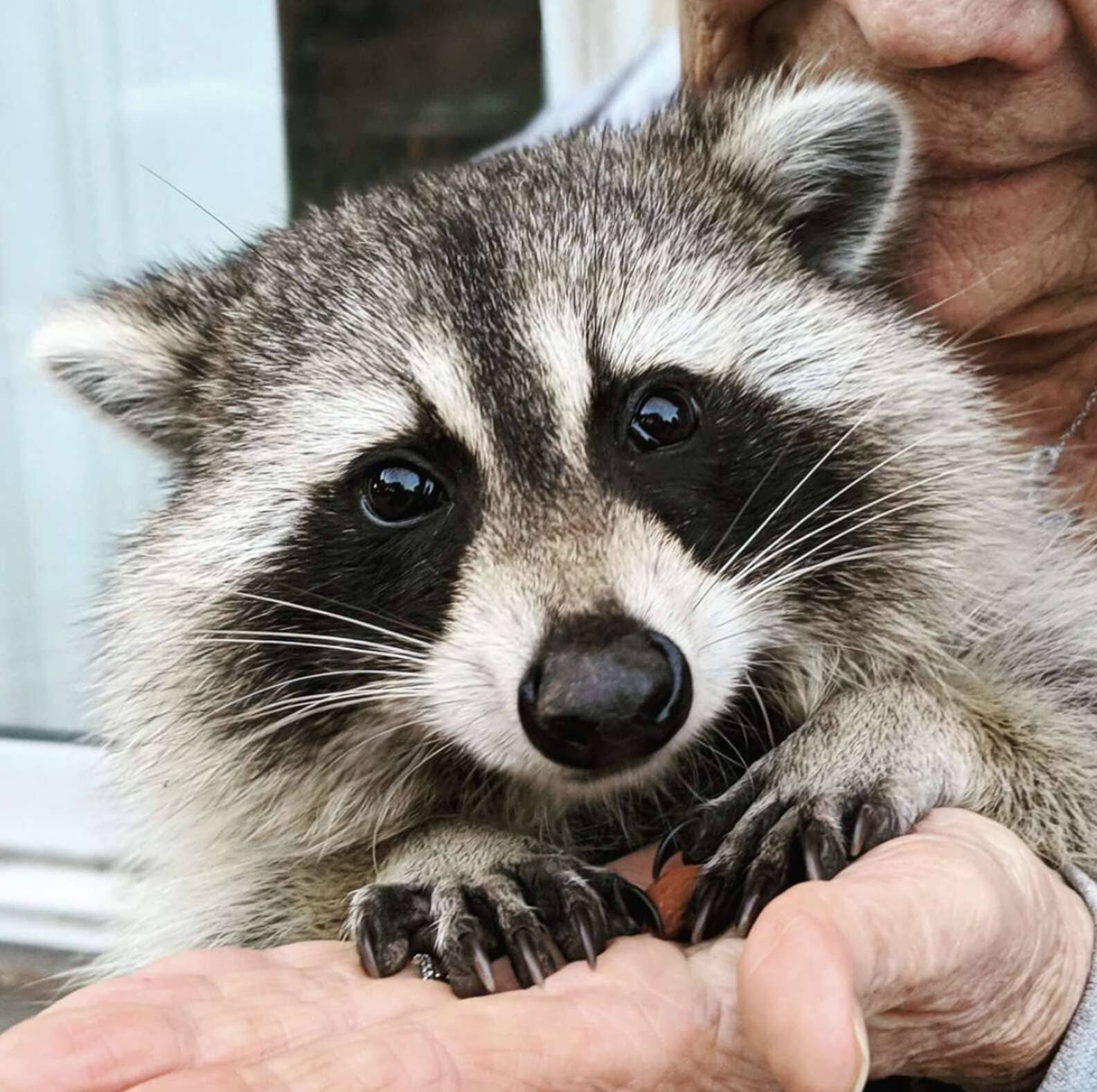 Released back into the wild, this rescued raccoon