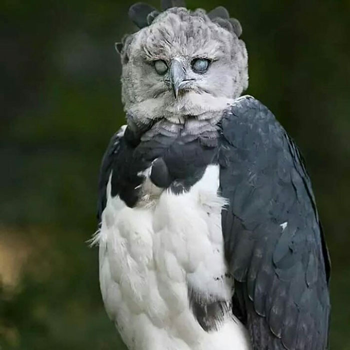 Harpy eagles are so large that they look like a tall human in bird clothing.