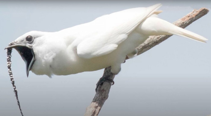 Hear the loudest bird call in the world, rivaling even a jet engine.