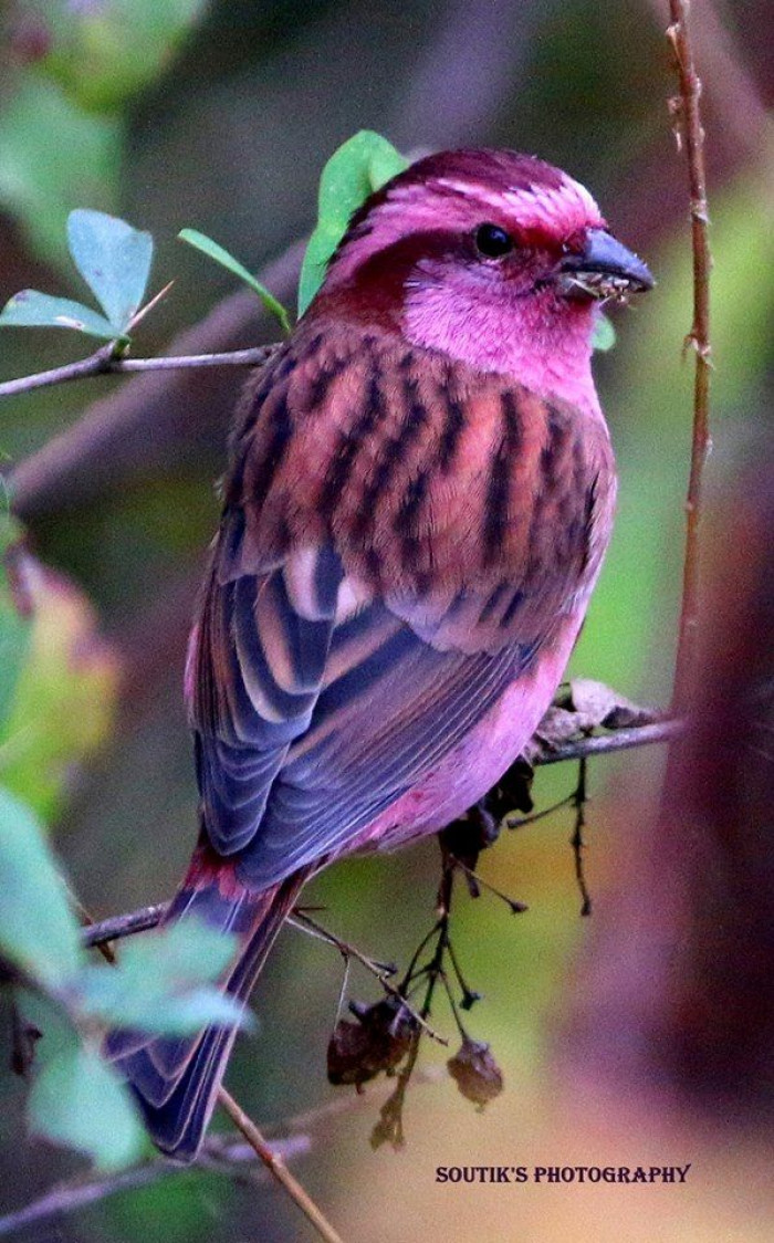 The pink-browed rosefinch is a bird that is almost too beautiful to be true.