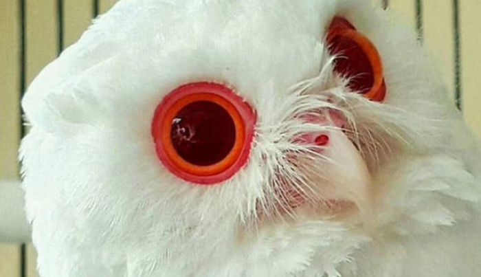 The red-eyed white owl is extremely rare and incredibly magical.