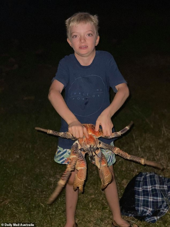 A family goes camping on a remote Australian island when they are suddenly surrounded by large, predatory crabs.