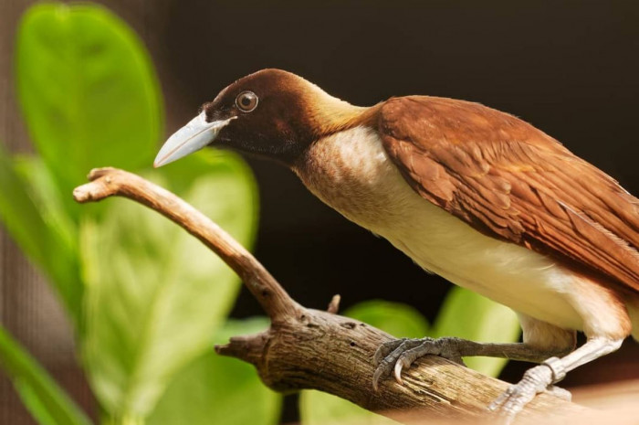 Meet the Lesser Bird of Paradise, a magnificent species covered in gold and emerald green