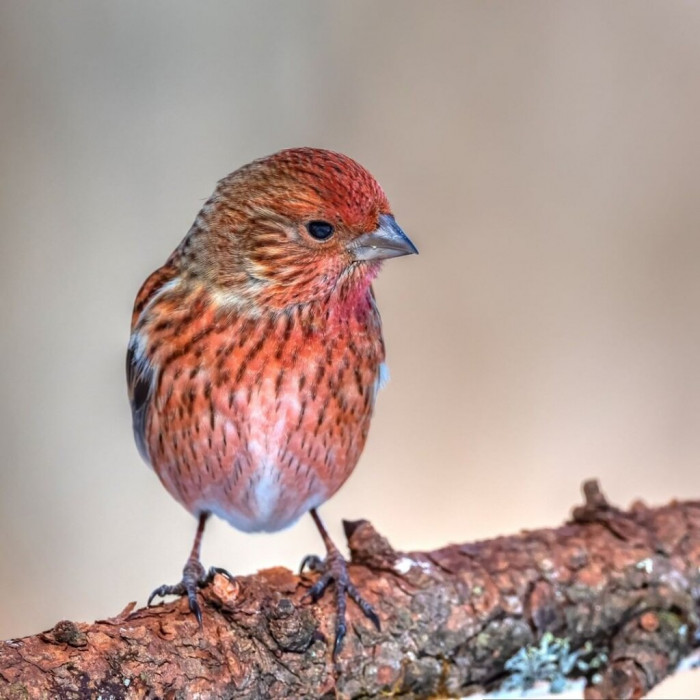 The pink-browed rosefinch is a bird that is almost too beautiful to be true.