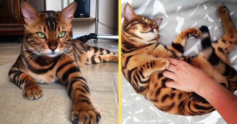 Meet Thor, the most beautiful Bengal cat who ever lived