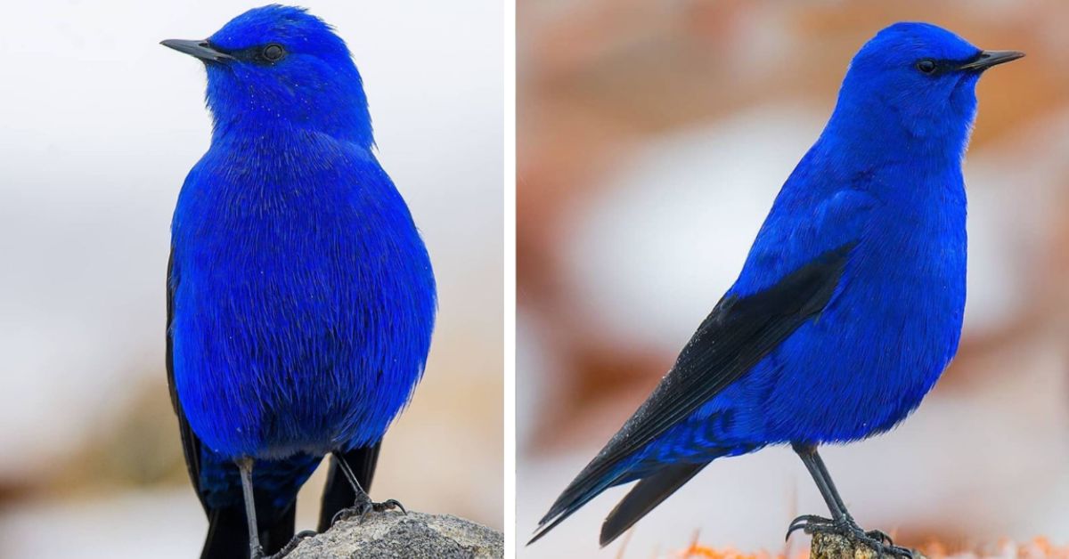 Meet the Grandala Coelicolor, a spectacular bird with mesmerizing blue plumage