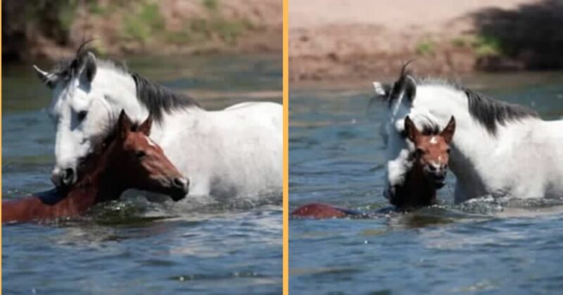 The heartwarming moment a wild stallion saves a young filly from drowning is caught on camera