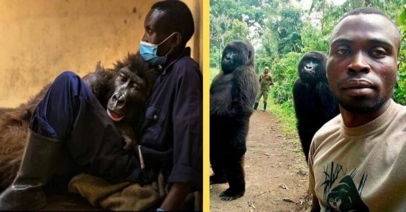 Heartbreaking! Gorilla Ndakasi, famous for his selfies, died in the arms of his longtime human friend