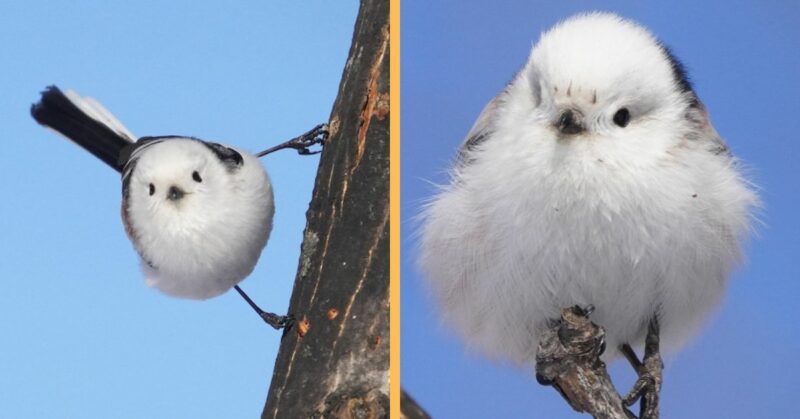 The Small Bird looks like a flying cotton ball and we can’t get enough of it
