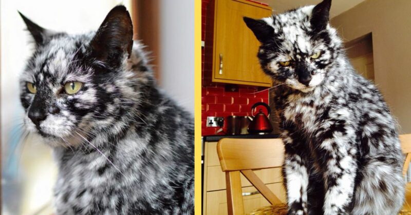 The 19-year-old black cat turned into a marbled beauty, most likely due to a rare skin disease