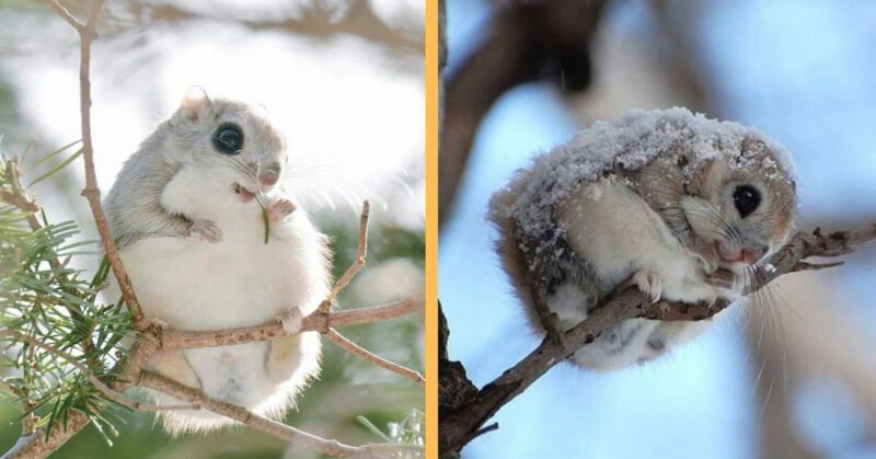 Japanese and Siberian flying squirrels may be the cutest animals in the world