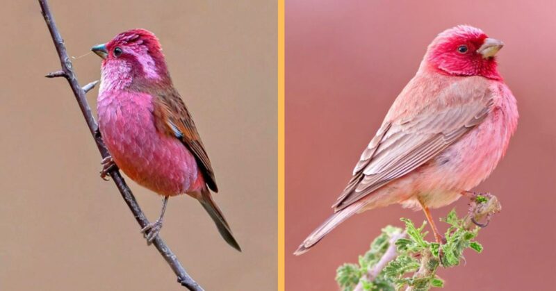 The pink-browed rosefinch is a bird that is almost too beautiful to be true.