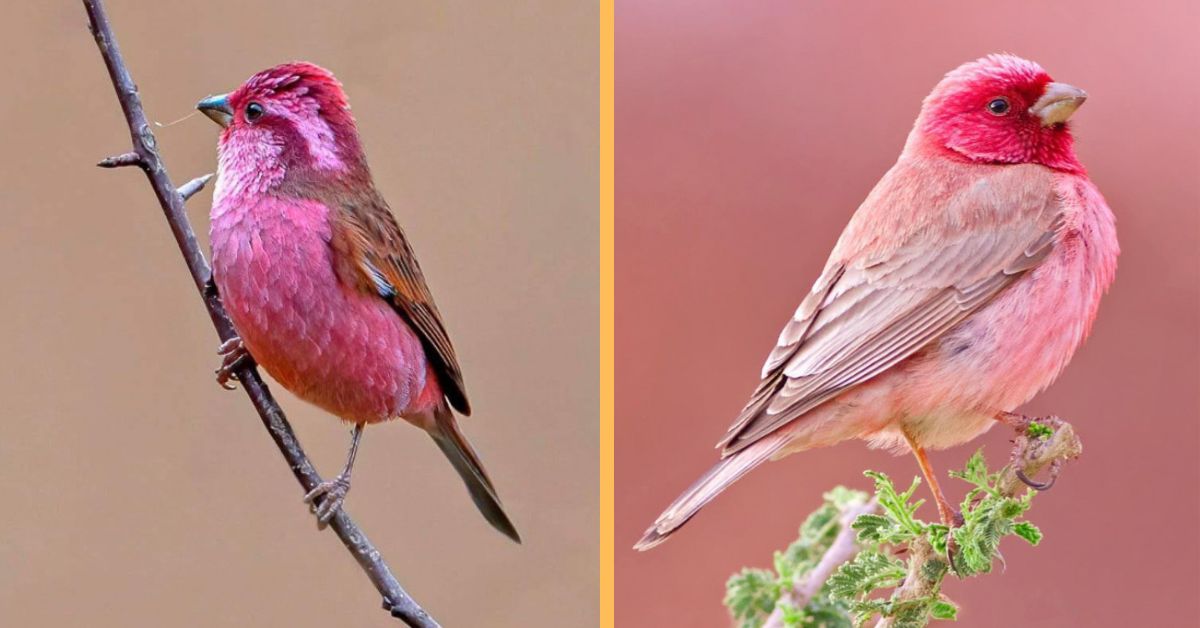 The pink-browed rosefinch is a bird that is almost too beautiful to be true.