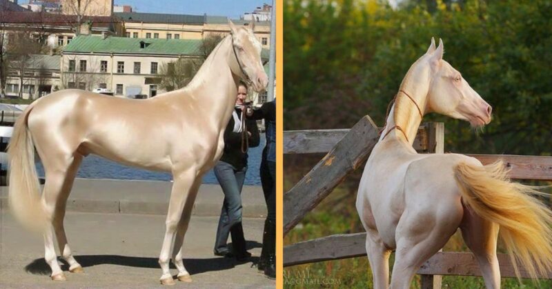 Dubbed “the most beautiful horse in the world”, the Akhal-Teke is a brilliant creature that is hard to forget