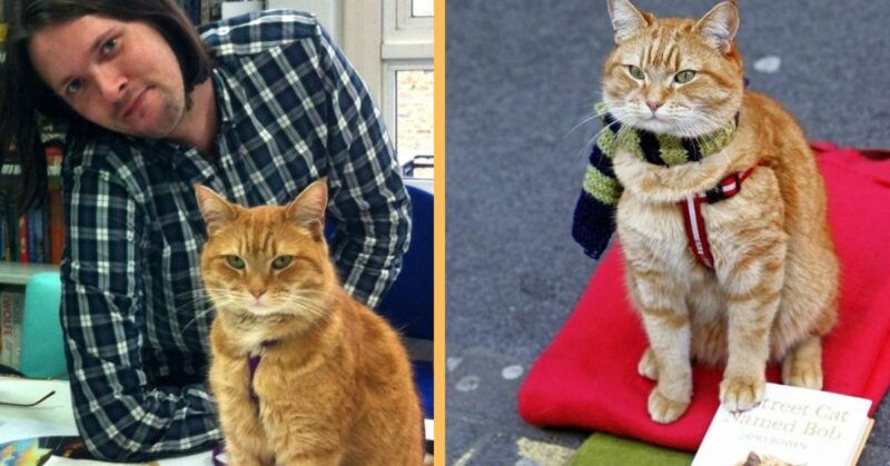 Street Cat Bob, who helped a heroin addict to overcome his addiction, has passed away