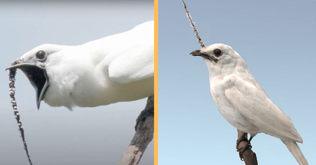 Hear the loudest bird call in the world, rivaling even a jet engine.
