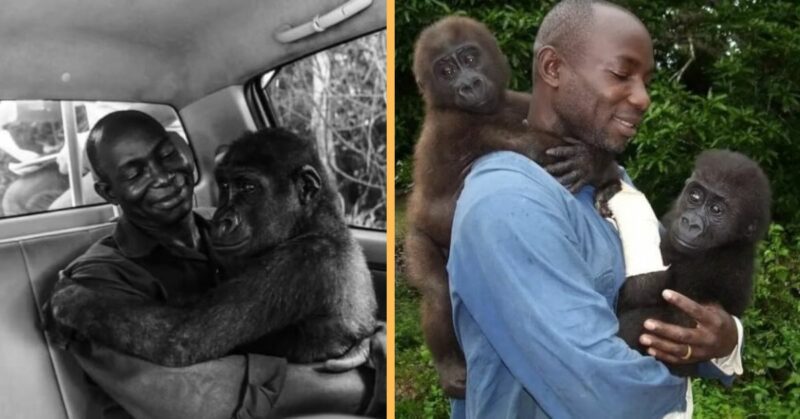 The gentle gorilla couldn’t stop hugging the man who saved him from the poachers.