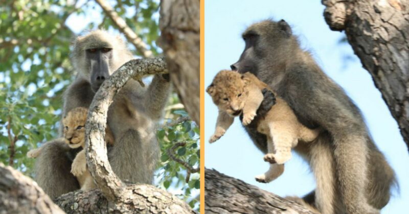 A baboon caring for and caring for an adorable tiger cub captured on film