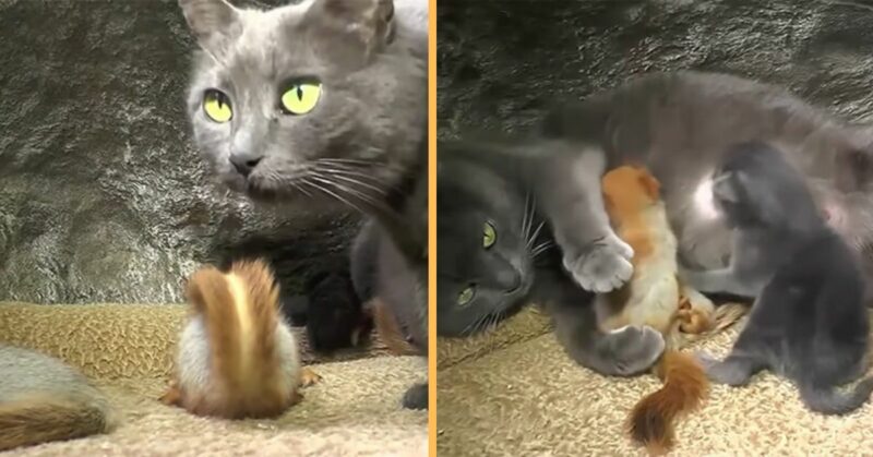 A loving mother cat adopted 4 orphaned squirrels and raised them with her kittens