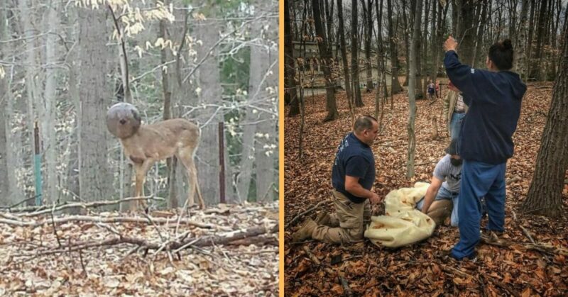 Strange-looking deer rescued after days without food or water