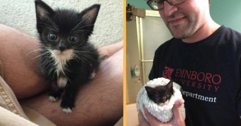 A woman sacrificed her last salary to save a desperate kitten from the rain