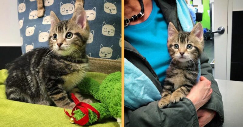 A kitten’s life changed forever after a woman found and rescued him.