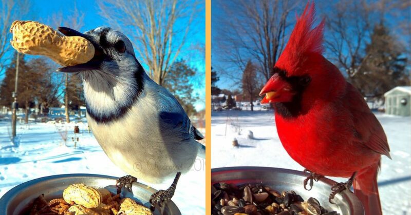 A woman set up a photo booth with a bird feeder to capture close-ups of birds feeding, and here are 25 of her best photos