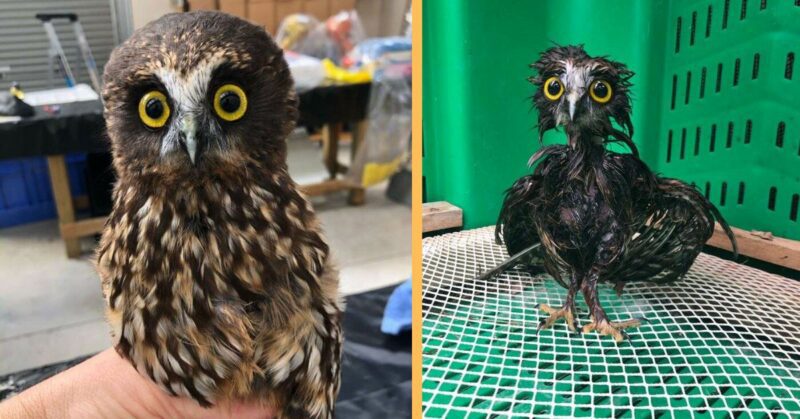 This little rescue owl needed a bath and her photos are surprisingly adorable