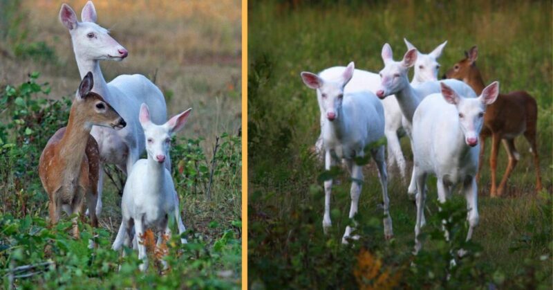 Wisconsin is home to rare herds of albino deer that are simply breathtaking.