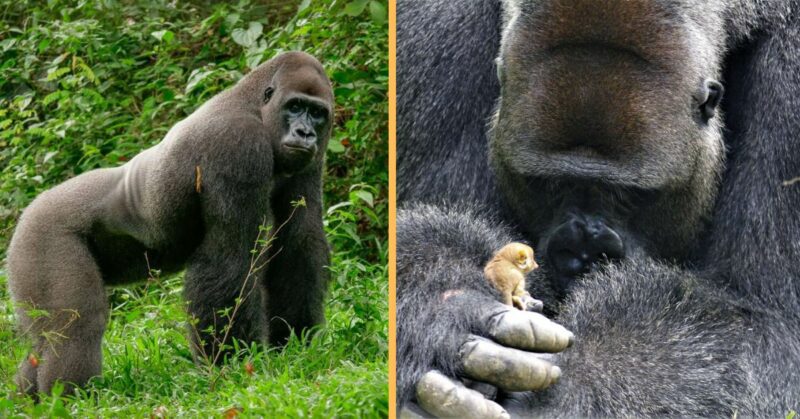 The gentle gorilla discovers the tiniest new friend in the jungle.