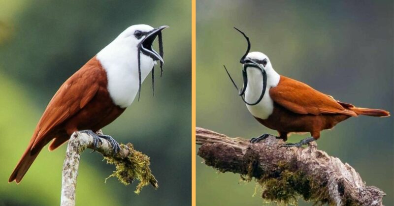 Meet the Three-wattled Bellbird, a unique bird with a mustache