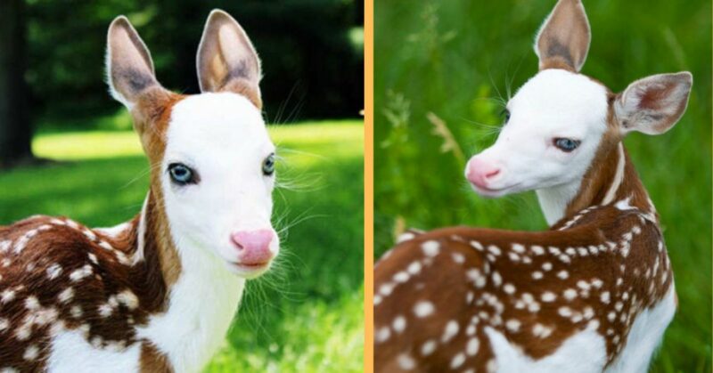 A unique baby deer with piebald offers a rare glimpse into the strange beauty of nature