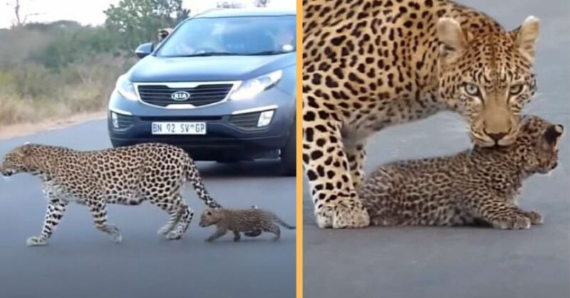 A mother leopard helps her cubs cross the road, the video is interesting.