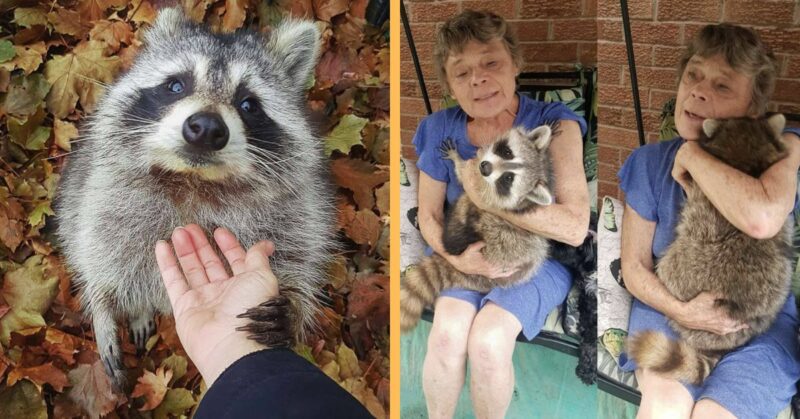 Released back into the wild, this rescued raccoon continues to visit his foster mother to snuggle with her.
