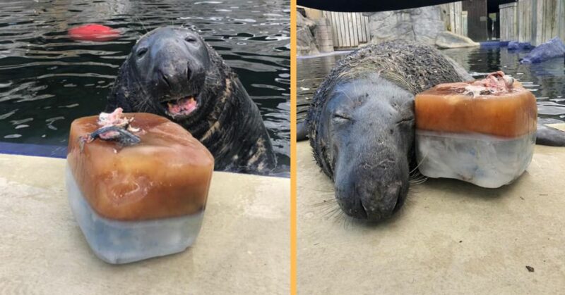 Adorable Seal was surprised with a giant ice fish cake for his 31st birthday, and loved it