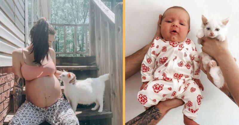 A woman has found the cutest pregnancy buddy ever; an Adorable pregnant stray cat