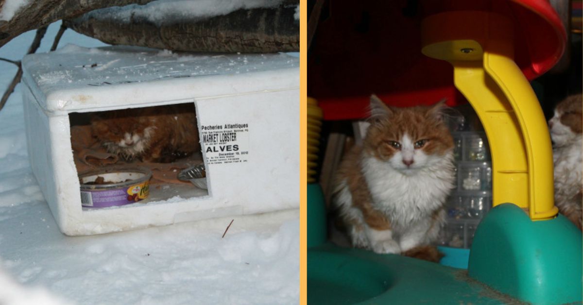 Freezing kittens left on the side of the road rescued by father and son on their way home from work